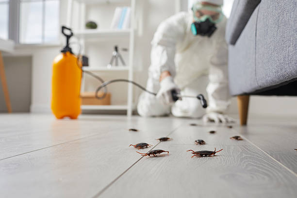 Commercial Rodent Management in East Norwich